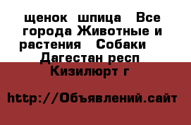 щенок  шпица - Все города Животные и растения » Собаки   . Дагестан респ.,Кизилюрт г.